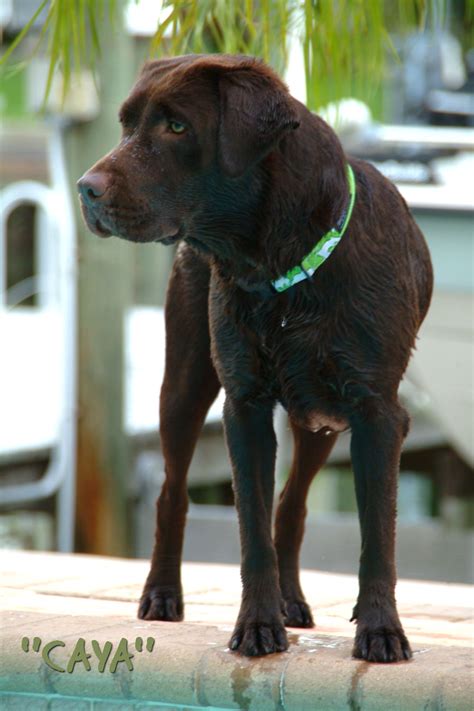 labrador rescue in florida.